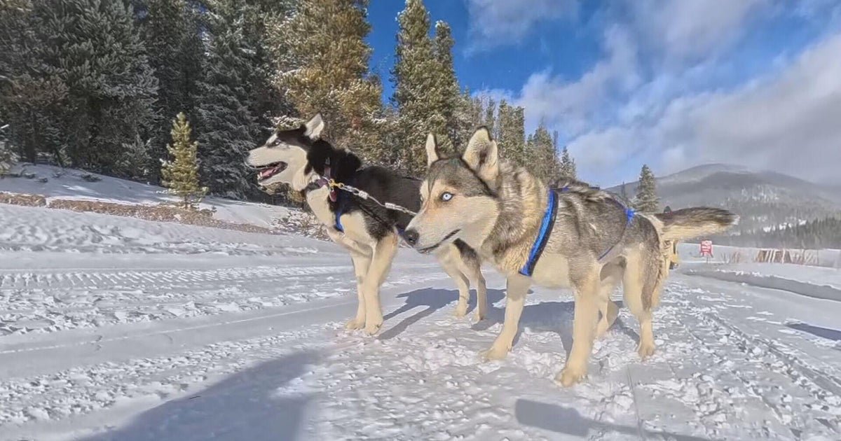 Dog Sled Tours in Colorado Mountain Community Postponed Due to Insufficient Snowfall