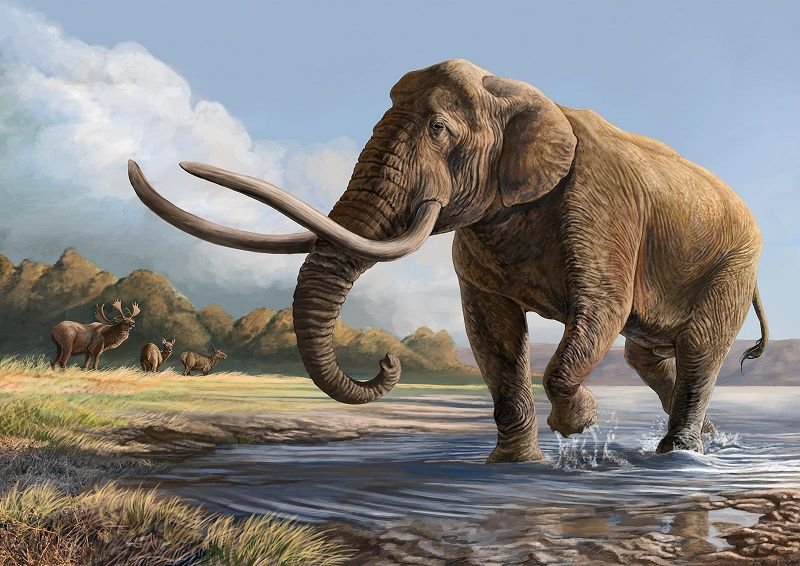 Ancient Japanese Elephants Evolved Sooner Than Previously Believed, DNA Analysis Reveals