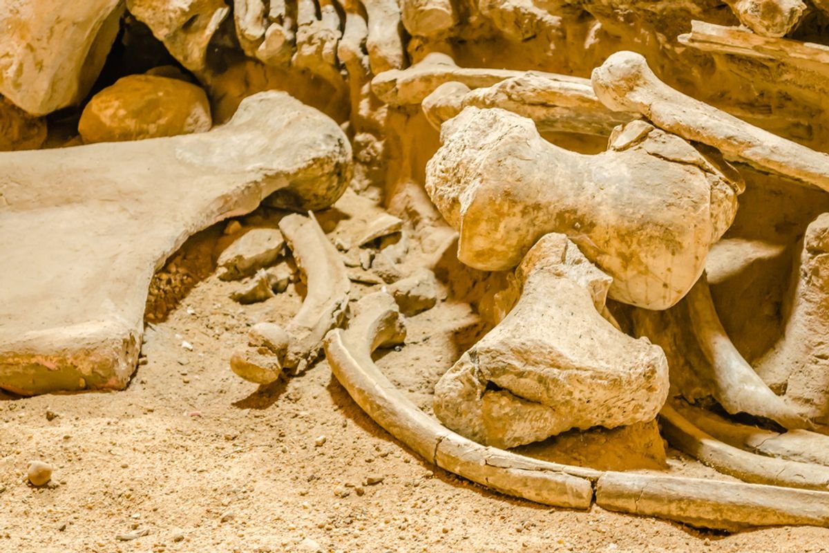 Mysterious Find: Youngest Mammoth Fossils Revealed to Be Whale Bones