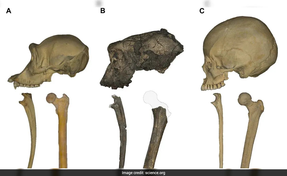 New Bone Findings Suggest Earliest Human Ancestor, Sparking Ongoing Debate