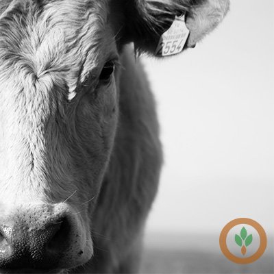 Cattle Futures Mostly Rise as Traders Anticipate Direct Business