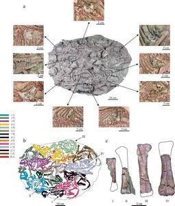 Why Did Young Psittacosaurus Consume Gastroliths?