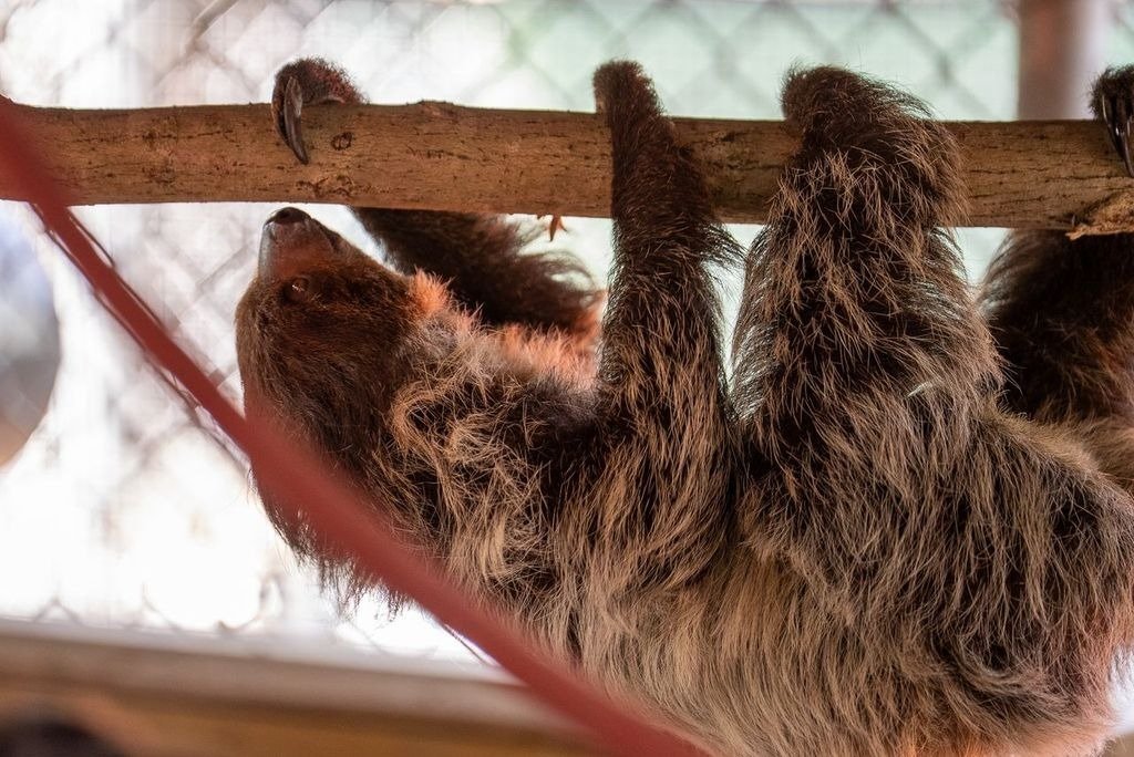 13 Surviving Animals Moved to Florida Zoo Following Tragic Mass Deaths at ‘Sloth World’