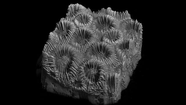AI Imaging Unveils Concealed Coral Damage Caused by Disease