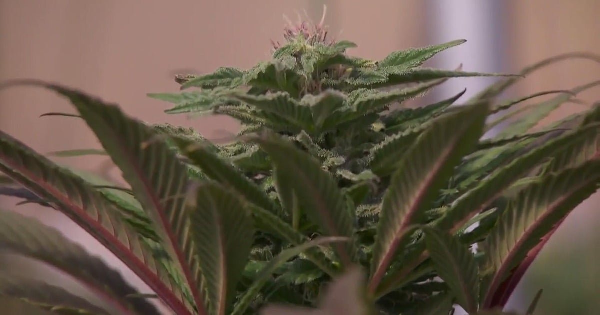 Colorado Business Owners Believe Marijuana Reclassification Could Open Up New Opportunities