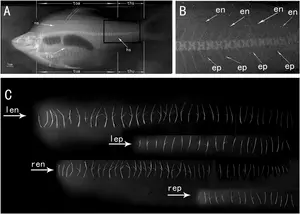 Comparative Study of Intermuscular Bones in Hybrid Fish (BTB) and Their Parental Species