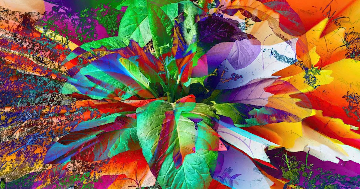 Scientists Genetically Modified a Plant to Produce Five Different Psychoactive Drugs Simultaneously