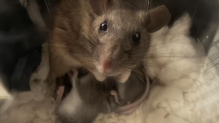 Three Allegheny Woodrat Pups Welcomed at Greensboro Science Center as Part of Conservation Initiative
