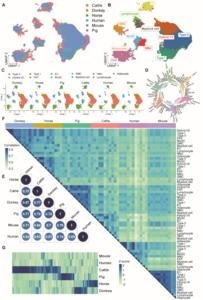 Evolutionary Divergence in Muscle Fiber Programming: Insights from Single-Nucleus RNA Sequencing and Metabolomics in Horses (Equus caballus) and Donkeys (Equus asinus)