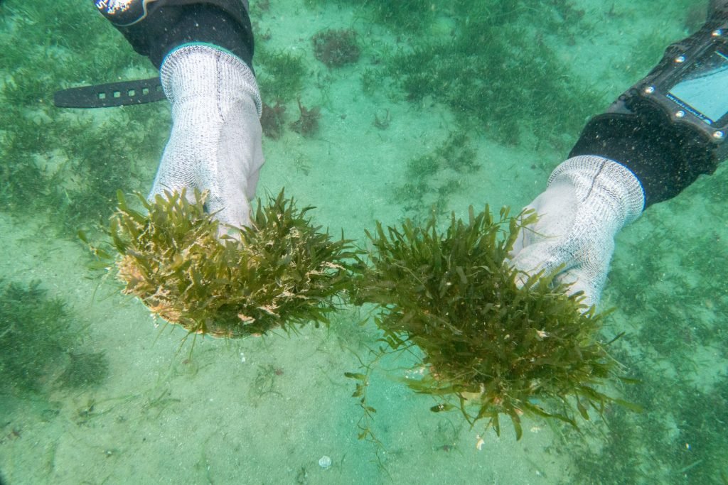 Forecasting Invasive Seaweed Spread Through Vessel Movement Analysis – News Hub
