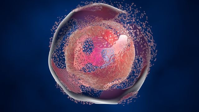 Inflammasome Assembly Observed Within Human Cells