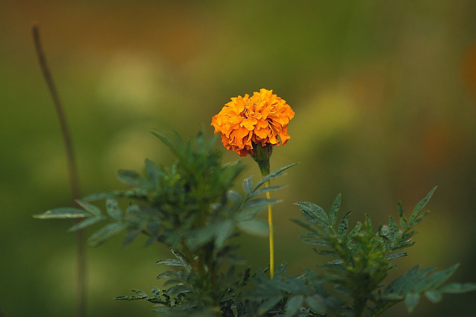 Marigold Flowers: A Sustainable Source of Plant Protein for Food Innovation