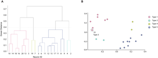 VesiclePy Launches Machine Learning Toolbox for vEM Vesicle Analysis